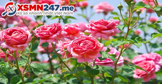 Giải Mã Giấc Mơ Thấy Hoa Hồng: Điềm Báo Gì Và Những Con Số May Mắn Ẩn Chứa