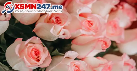 Giải Mã Giấc Mơ Thấy Hoa Hồng: Điềm Báo Gì Và Những Con Số May Mắn Ẩn Chứa