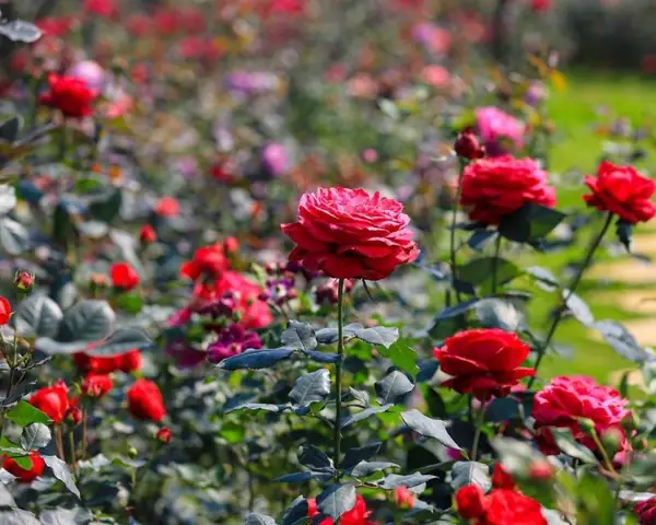 Giải Mã Giấc Mơ Thấy Hoa Hồng: Điềm Báo Gì Và Những Con Số May Mắn Ẩn Chứa