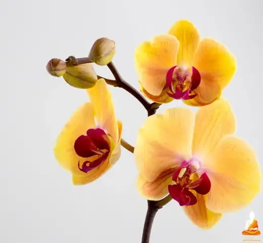 Giải Mã Giấc Mơ Thấy Hoa Lan: Ý Nghĩa Và Các Con Số May Mắn Đằng Sau