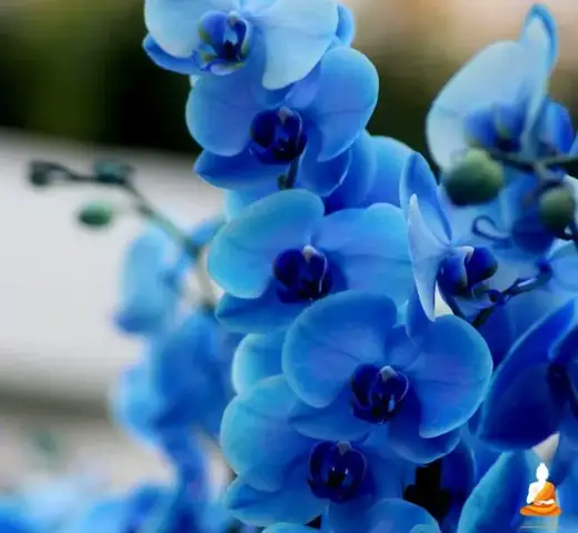 Giải Mã Giấc Mơ Thấy Hoa Lan: Ý Nghĩa Và Các Con Số May Mắn Đằng Sau