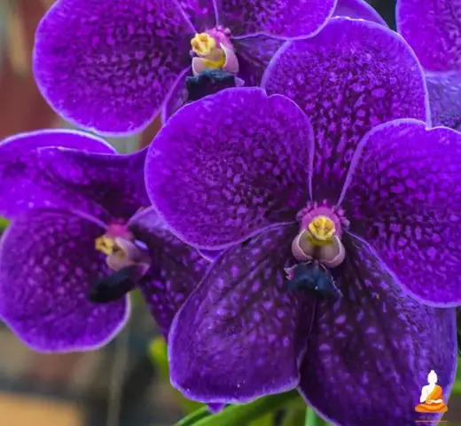 Giải Mã Giấc Mơ Thấy Hoa Lan: Ý Nghĩa Và Các Con Số May Mắn Đằng Sau