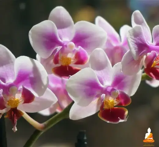 Giải Mã Giấc Mơ Thấy Hoa Lan: Ý Nghĩa Và Các Con Số May Mắn Đằng Sau