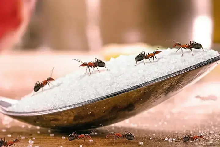 Giải Mã Chi Tiết Nằm Mơ Thấy Kiến Cắn Đánh Số May Mắn