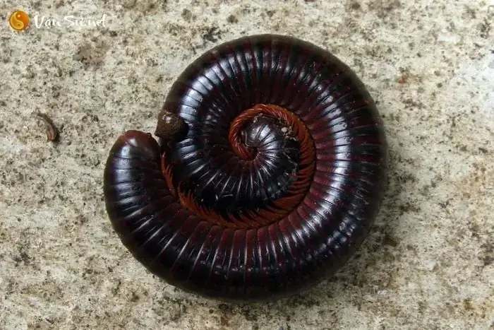 Giải Mã Giấc Mơ Thấy Ký Sinh Trùng Trong Người: Dấu Hiệu Cảnh Báo Sức Khỏe Hay Tâm Lý?