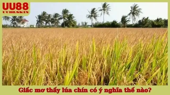 Nằm Mơ Thấy Lúa Chín Đánh Số Gì? Giải Mã Ý Nghĩa & Con Số May Mắn