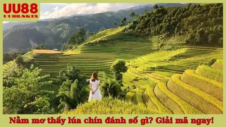 Nằm Mơ Thấy Lúa Chín Đánh Số Gì? Giải Mã Ý Nghĩa & Con Số May Mắn