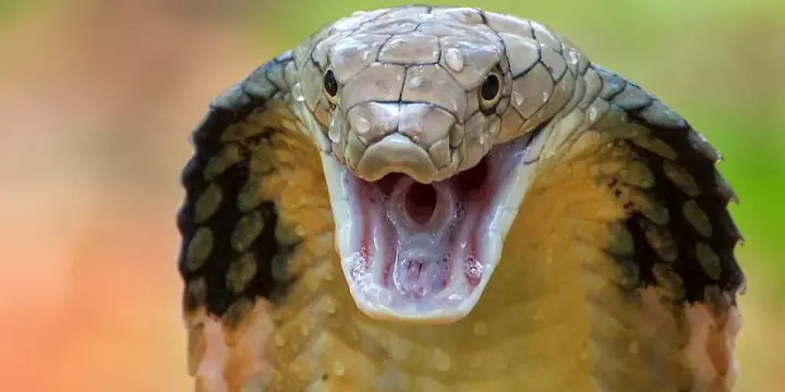 Giải Mã Giấc Mơ Thấy Mẹ Quan Âm: Bí Ẩn Tâm Linh Và Những Con Số May Mắn