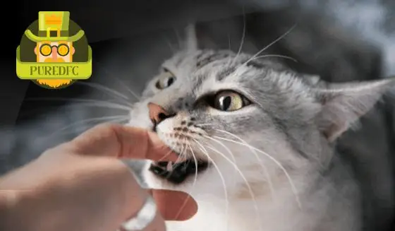 Nằm Mơ Thấy Mèo Cắn Chân Đánh Số May