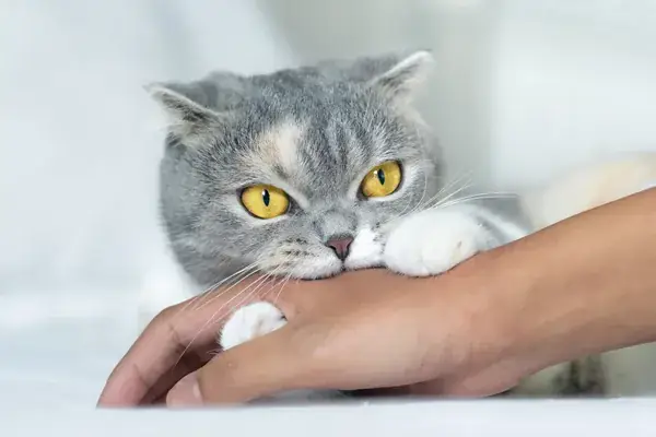 Giải Mã Chi Tiết Ý Nghĩa Giấc Mơ Thấy Mèo Cắn Và Các Con Số May Mắn