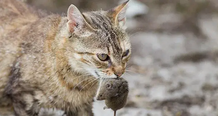 Giải Mã Chi Tiết Ý Nghĩa Giấc Mơ Thấy Mèo Cắn Và Các Con Số May Mắn