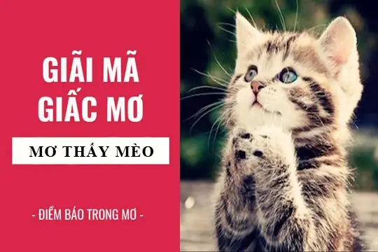 Nằm Mơ Thấy Mèo Cắn Tay Là Điềm Báo Gì? Giải Mã Chi Tiết Từ Tâm Linh Đến Khoa Học