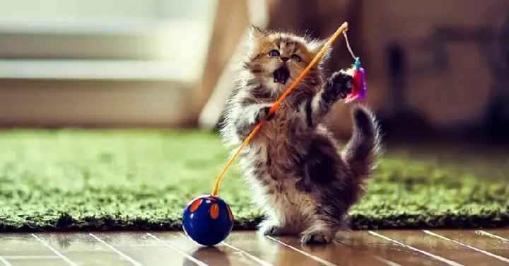 Giải Mã Giấc Mơ Thấy Mèo Cắn Vào Tay: Điềm Báo Gì Và Con Số May Mắn?