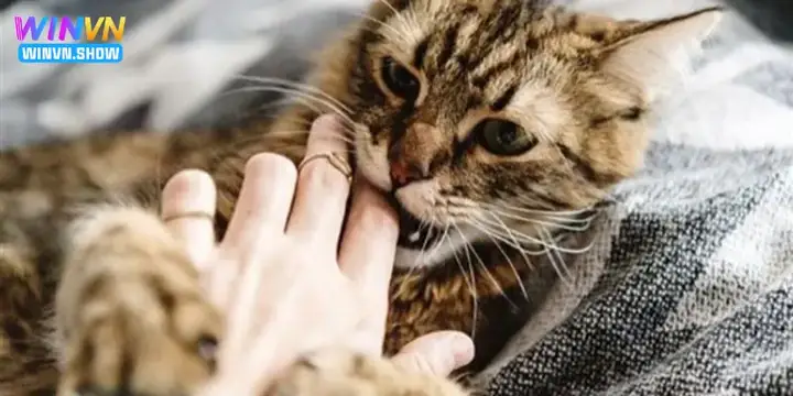 Giải Mã Ý Nghĩa Và Con Số May Mắn Khi Nằm Mơ Thấy Mèo