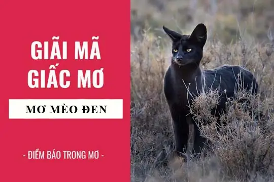 Giải Mã Giấc Mơ Thấy Mèo Đen Tấn Công: Điềm Báo Hay Nỗi Lo Tiềm Thức?