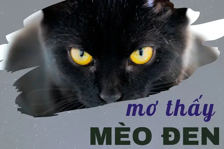 Mèo Đen Vào Nhà Là Điềm Gì? Giải Mã Chi Tiết Giấc Mơ Và Những Con Số May Mắn