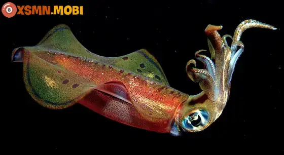 Nằm Mơ Thấy Mua Mực Đánh Con Gì? Giải Mã Chi Tiết Ý Nghĩa & Gợi Ý Con Số