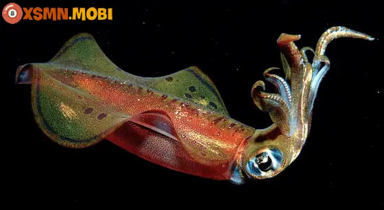 Giải Mã Giấc Mơ Thấy Mực: Điềm Báo Gì Và Những Con Số May Mắn Ẩn Sau