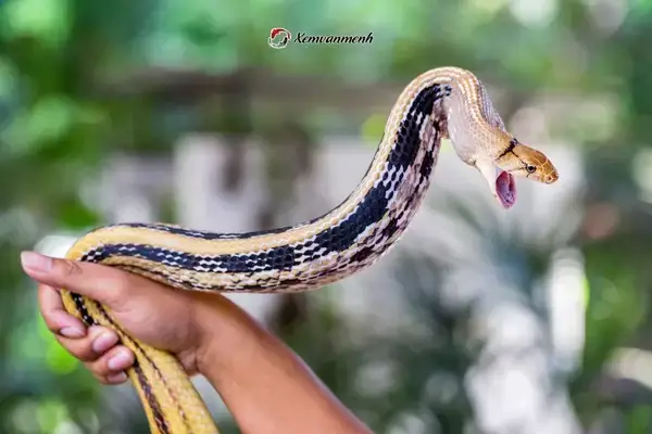 Giải Mã Giấc Mơ Thấy Người Khác Bắt Được Rắn: Điềm Lành Hay Dữ?