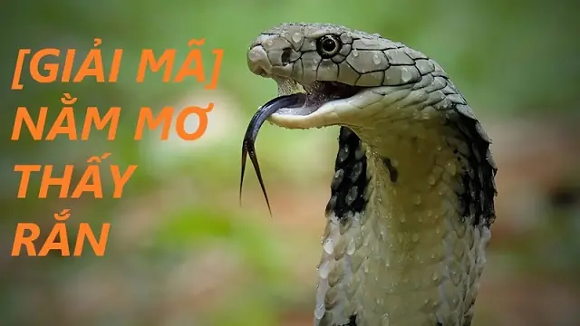 Giải Mã Ý Nghĩa Giấc Mơ Thấy Người Khác Giết Rắn: Điềm Báo Gì Và Nên Làm Gì?