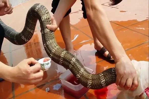 Giải Mã Giấc Mơ Thấy Người Khác Làm Thịt Rắn: Điềm Báo Gì Và Con Số May Mắn