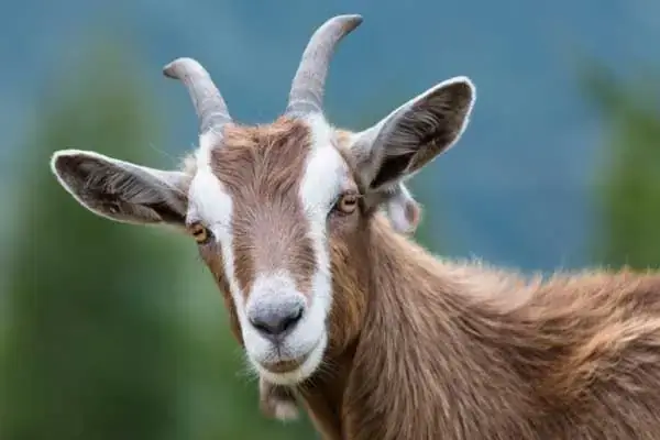 Giải Mã Giấc Mơ Thấy Người Khác Đánh Số: Điềm Báo Gì Và Con Số May Mắn Nào?