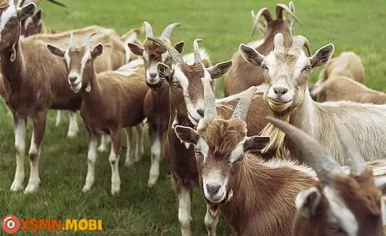 Giải Mã Giấc Mơ Thấy Người Khác Đánh Số: Điềm Báo Gì Và Con Số May Mắn Nào?