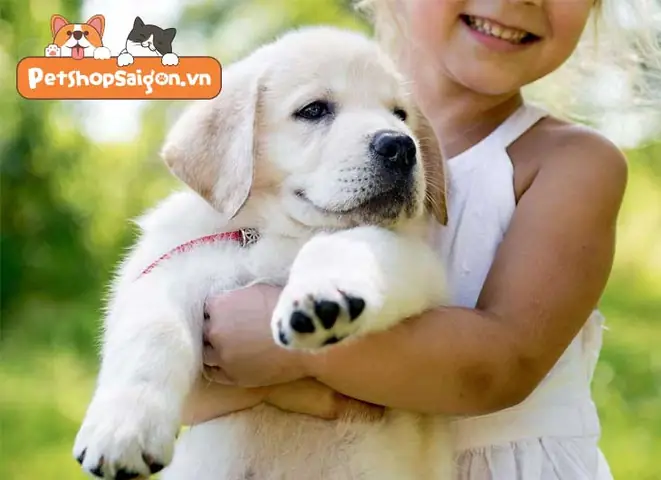 Giải Mã Ý Nghĩa Sâu Sắc Khi Nằm Mơ Thấy Nhiều Chó Và Các Con Số May Mắn Đi Kèm