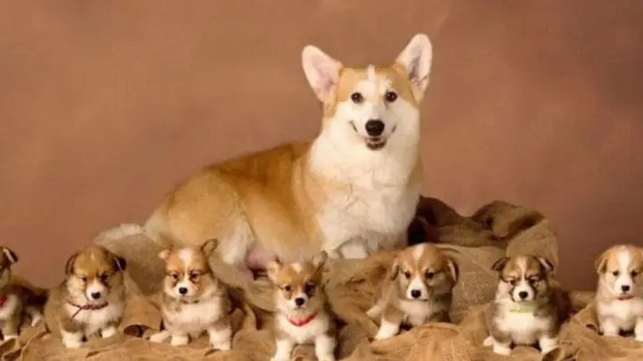 Giải Mã Ý Nghĩa Sâu Sắc Khi Nằm Mơ Thấy Nhiều Chó Và Các Con Số May Mắn Đi Kèm