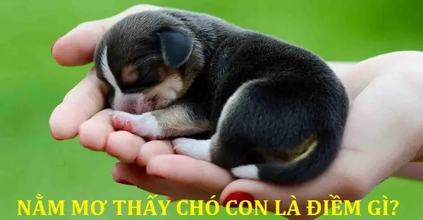 Giải Mã Ý Nghĩa Sâu Sắc Khi Nằm Mơ Thấy Nhiều Chó Và Các Con Số May Mắn Đi Kèm