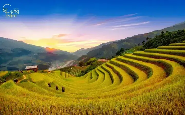 Nằm Mơ Thấy Nhiều Lúa Trong Nhà: Giải Mã Chi Tiết Điềm Báo & Con Số May Mắn