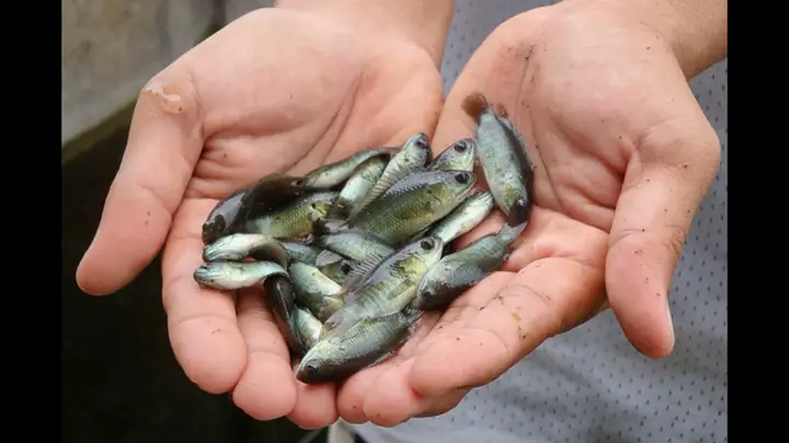 Giải Mã Giấc Mơ: Nằm Mơ Thấy Nói Chuyện Với Sư Thầy Có Ý Nghĩa Gì?