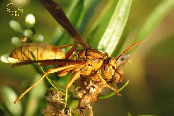 Nằm Mơ Thấy Ong Làm Tổ Trên Người: Giải Mã Chi Tiết Ý Nghĩa Và Điềm Báo