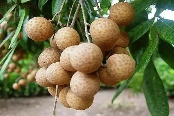 Nằm Mơ Thấy Quả Nhãn Đánh Con Gì? Giải Mã Chi Tiết Ý Nghĩa & Con Số