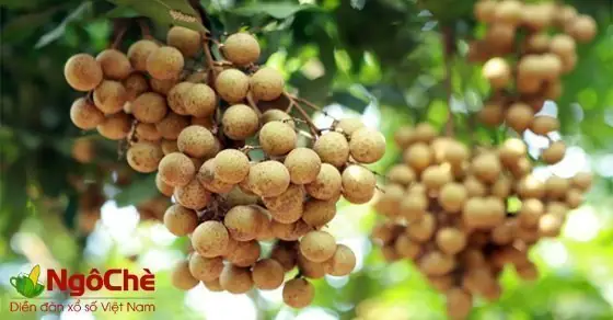 Nằm Mơ Thấy Quả Nhãn Đánh Con Gì? Giải Mã Chi Tiết Ý Nghĩa & Con Số