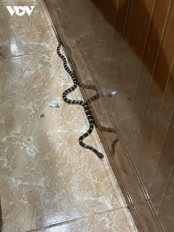 Giải Mã Giấc Mơ Thấy Rắn Bò Vào Nhà: Điềm Lành Hay Dữ?