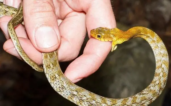 Nằm Mơ Thấy Rắn Cắn Người Thân: Giải Mã Ý Nghĩa Và Những Điềm Báo Liên Quan