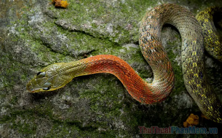 Nằm Mơ Thấy Rắn Cắn Vào Tay Chảy Máu: Giải Mã Ý Nghĩa Và Những Điềm Báo Đặc Biệt