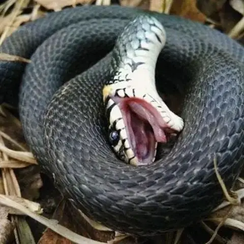 Giải Mã Chi Tiết Giấc Mơ Thấy Rắn Chết Trong Nhà: Điềm Lành Hay Dữ?