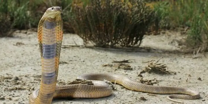 Giải Mã Giấc Mơ Thấy Rắn: Điềm Báo Tâm Linh Và Những Con Số May Mắn Ẩn Chứa