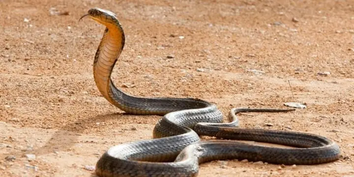 Giải Mã Giấc Mơ Thấy Rắn: Điềm Báo Tâm Linh Và Những Con Số May Mắn Ẩn Chứa