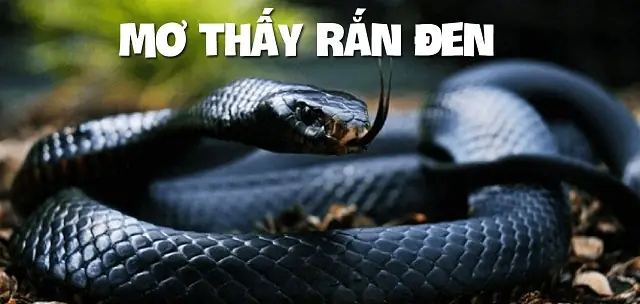 Giải Mã Giấc Mơ Thấy Rắn Đen Khổng Lồ: Điềm Báo, Ý Nghĩa Và Các Con Số Liên Quan