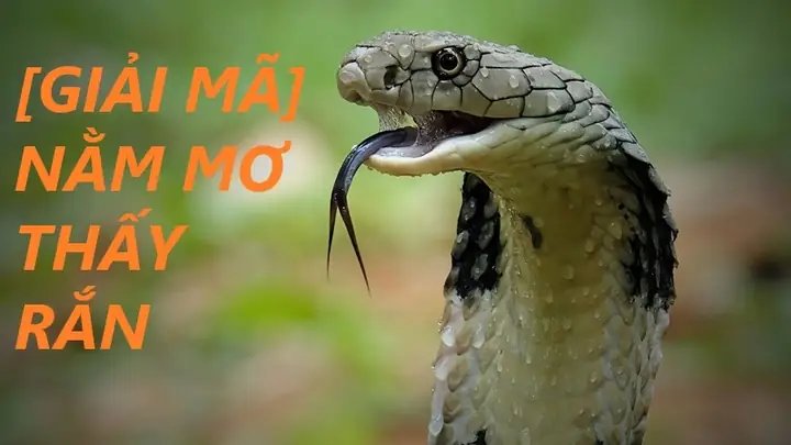 Nằm Mơ Thấy Rắn Hổ Mang Cắn Vào Chân Đánh Con Gì: Giải Mã Chi Tiết Và Con Số May Mắn