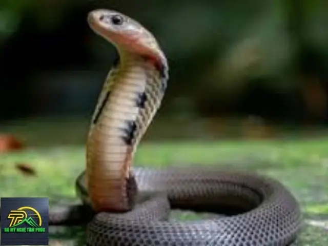 Nằm Mơ Thấy Rắn Hổ Mang Chúa Đánh Con Gì? Giải Mã Chi Tiết Và Con Số May Mắn