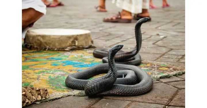 Nằm Mơ Thấy Rắn Hổ Mang Chúa Đánh Con Gì? Giải Mã Chi Tiết Và Con Số May Mắn