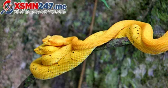 Giải Mã Giấc Mơ Thấy Rắn Màu Vàng: Điềm Báo Gì Và Con Số May Mắn