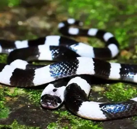 Giải Mã Ý Nghĩa Giấc Mơ Thấy Rắn Trắng Đốm Đen: Điềm Báo Và Những Điều Cần Biết