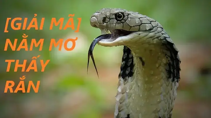 Nằm Mơ Thấy Rắn Vàng Khổng Lồ: Giải Mã Chi Tiết Ý Nghĩa Tâm Linh & Tâm Lý