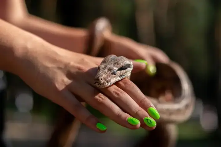 Giải Mã Giấc Mơ Thấy Rắn Vàng: Điềm Báo Gì Và Những Điều Bạn Cần Biết