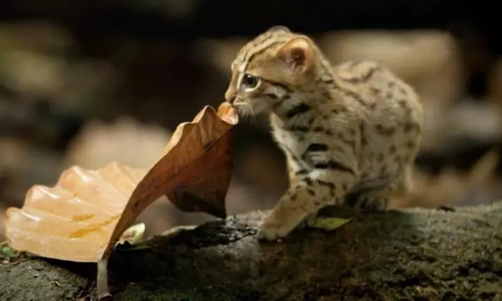 Nằm Mơ Thấy Rất Nhiều Mèo Con: Giải Mã Ý Nghĩa Và Các Trường Hợp Phổ Biến